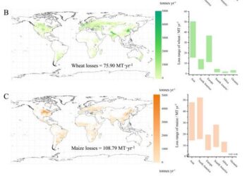 Global maps of annual production losses for three main food crops