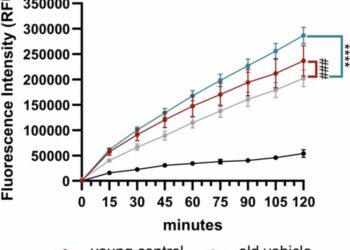 Cysteinyl leukotriene receptor 1 modulates retinal immune cells, vascularity and proteolytic activity in aged mice