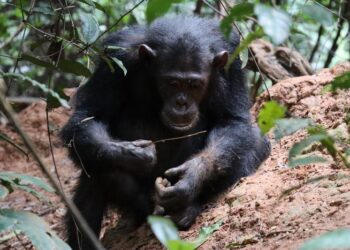 A Gombe chimpanzee using a termite fishing tool to fish termites