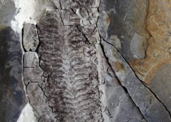 Keurbos susanae