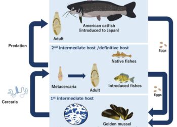 Life cycle of the introduced trematode Dollfustrema invadens in Japan