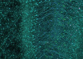 Slice of a digital brain