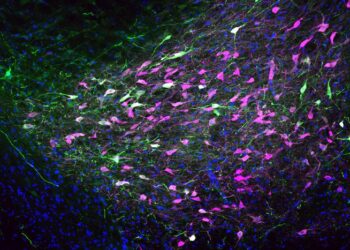 Rat brain neurons