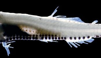 A 6.2 mm total length Vinciguerria mabahiss from the northern Red Sea