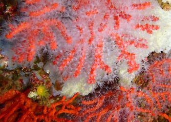 Red coral colonies survive a decade after being transplanted in the Medes Islands