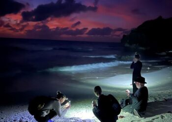 Studying red crabs on Christmas Island