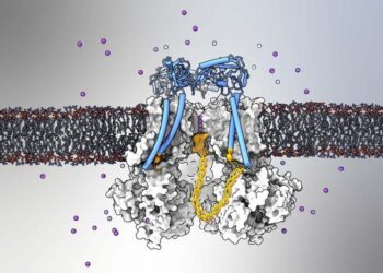 Study Establishes “Ball and Chain” Mechanism Inactivates Key Mammalian Ion Channel