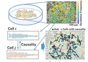 Causal interaction and emergence of complex networks in populations of HeLa cervical cancer cells