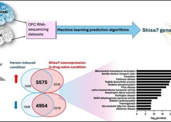 Shisa7 expression in the orbitofrontal cortex was identified by machine learning as the gene signature reliably predictive of heroin use in human heroin users as compared to controls