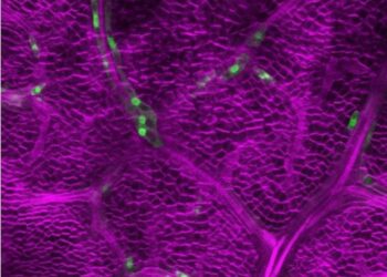 WASABI MAKER is expressed at idioblast myosin cells