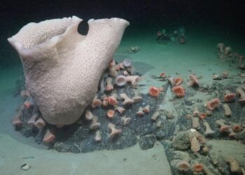 A Deep-Sea Sponge and Anemones in Antarctica
