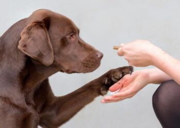 Chocolate Labrador being offered food