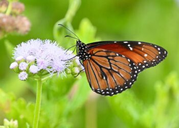 Danaus eresimus