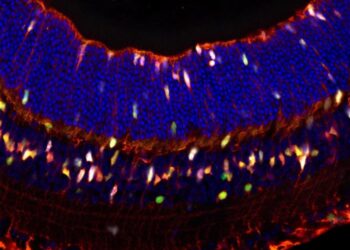 Mouse retina
