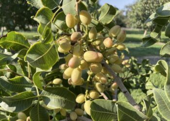Pistachios