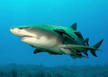 Lemon shark