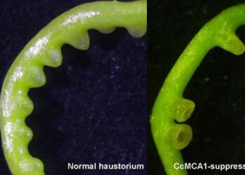 Normal vine (left) and gene-suppressed vine (right)