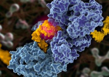 How a crucial DNA repair protein works—and what it means for cancer treatment