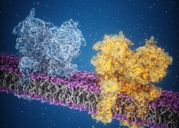 AMPA receptor and glutamate