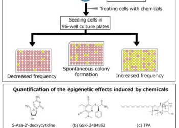 Researchers develop a cell-based reporter assay for quantification of chemical-induced epigenetic alterations