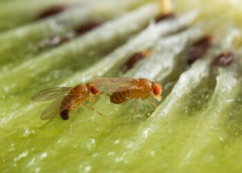 Drosophila melanogaster mating