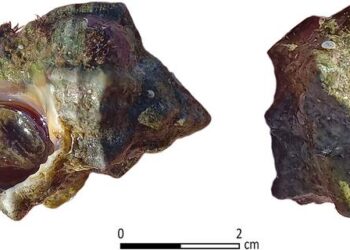 Tel Shiqmona during the Iron Age: A first glimpse into an ancient Mediterranean purple dye ‘factory’