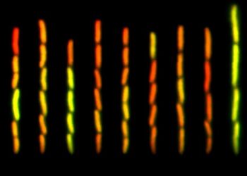 Pulsing genes and nuances in expression.