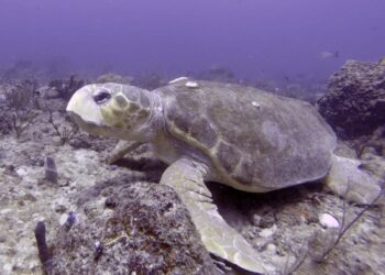 Loggerhead