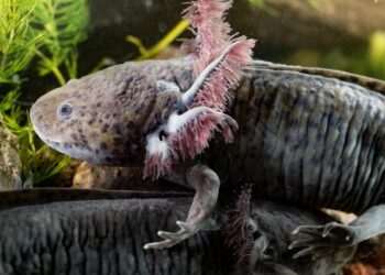 Movement ecology of captive-bred axolotls in restored and artificial wetlands: Conservation insights for amphibian reintroductions and translocations