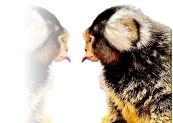 How the cerebellum controls tongue movements to grab food