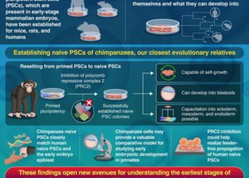 Unlocking Chimpanzee Naive Pluripotent Stem Cells