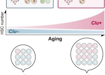 Clu-GFP mice model in stem cell research