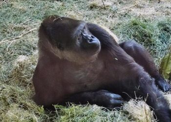 Western Lowland Gorilla