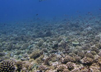 Moorea coral reef