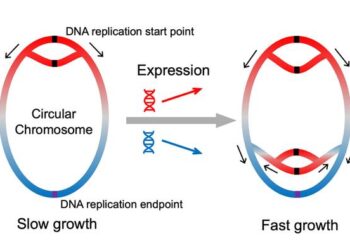 Replication of the bacterial chromosome