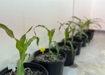 Corn specimens