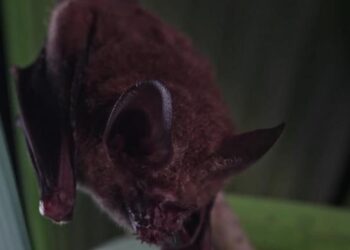 Fringe-lipped bats react to túngara frog calls