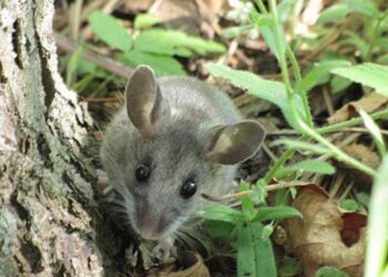 The most common carrier of the hantavirus in North America is the deer mouse.