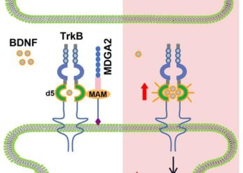 Balance between two competing nerve proteins deters symptoms of autism in mice