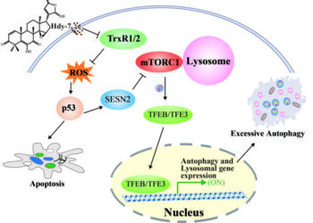 Proposed mechanism of Hdy7-induced lysosomal biogenesis and autophagy.