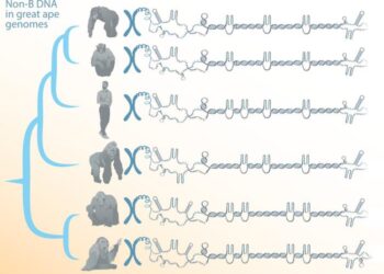 Non-B DNA in great apes