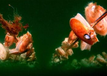 Scallops-news-feature