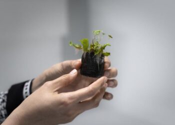 Xiaoqi Feng holding a male liverwort