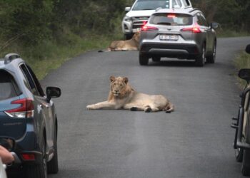 African lions on a road, Hluhluwe National Park, South Africa