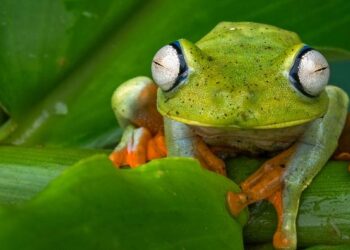 Tropical Tree Frog
