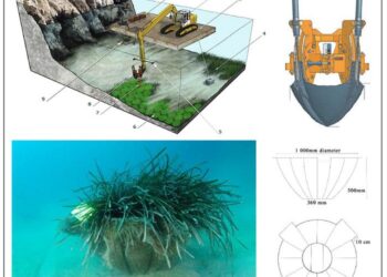 Seagrass meadows transplantation