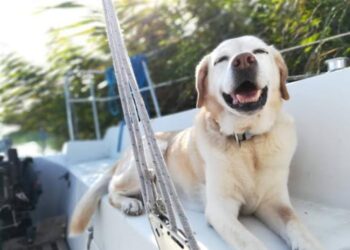 Dog on boat