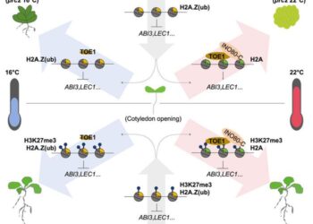 The epigenetic regulatory machanisms underlying ambient temperature-dependent determination of plant cell developmental fate