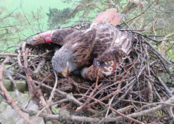 Poisoned Red Kite at the Nest