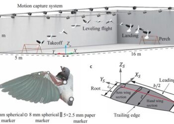 Overview of the pigeon flight experiment and wing model